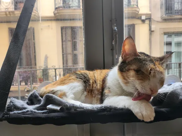 Ninus CatCafè